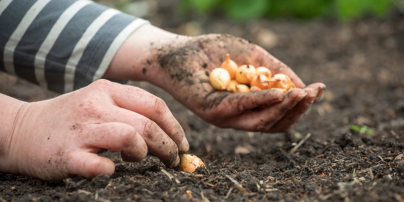 Какие оптимальные сроки посадки озимого лука