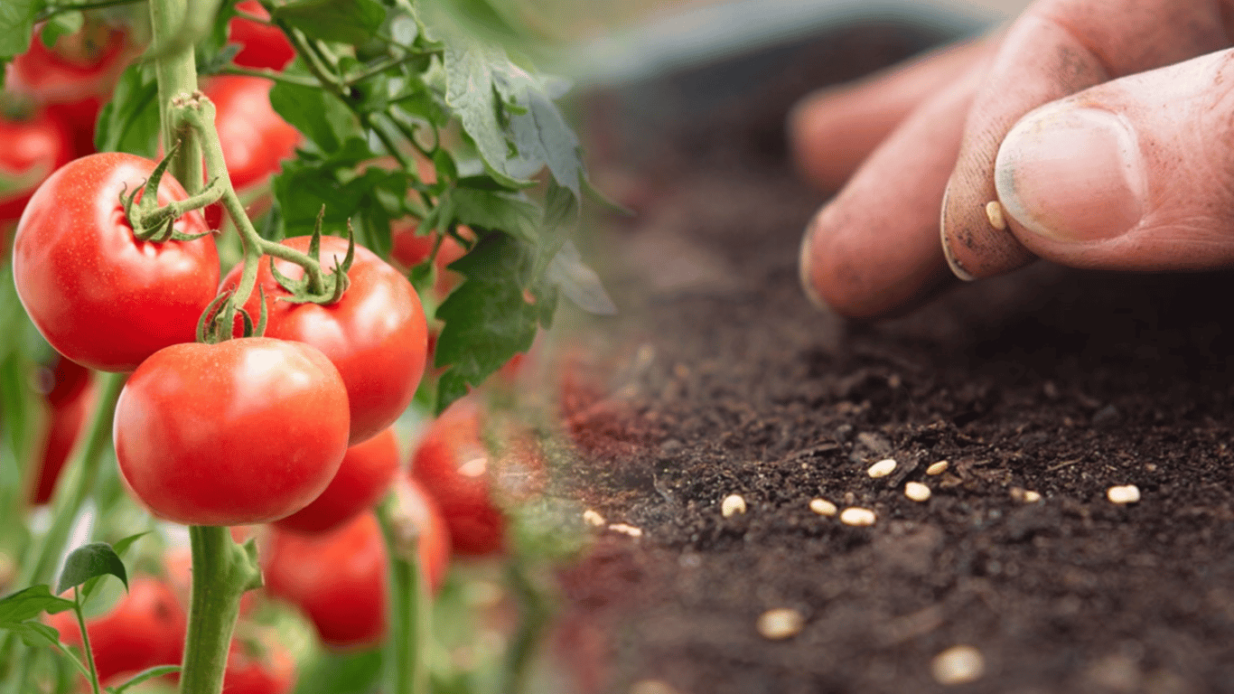 Когда сеять томаты в апреле 2026: лунный календарь и советы