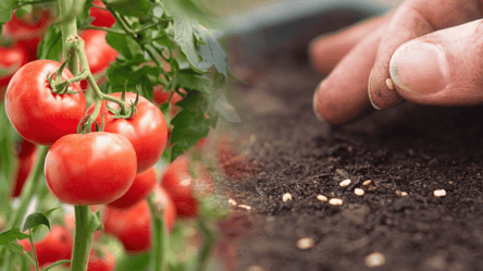 Когда сеять томаты в апреле 2026: лунный календарь и советы - 285x160