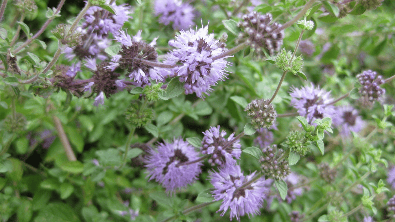 Болотна м'ята Mentha pulegium