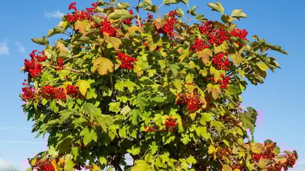 Як правильно збирати калину восени, щоб не втратити користь - 285x160