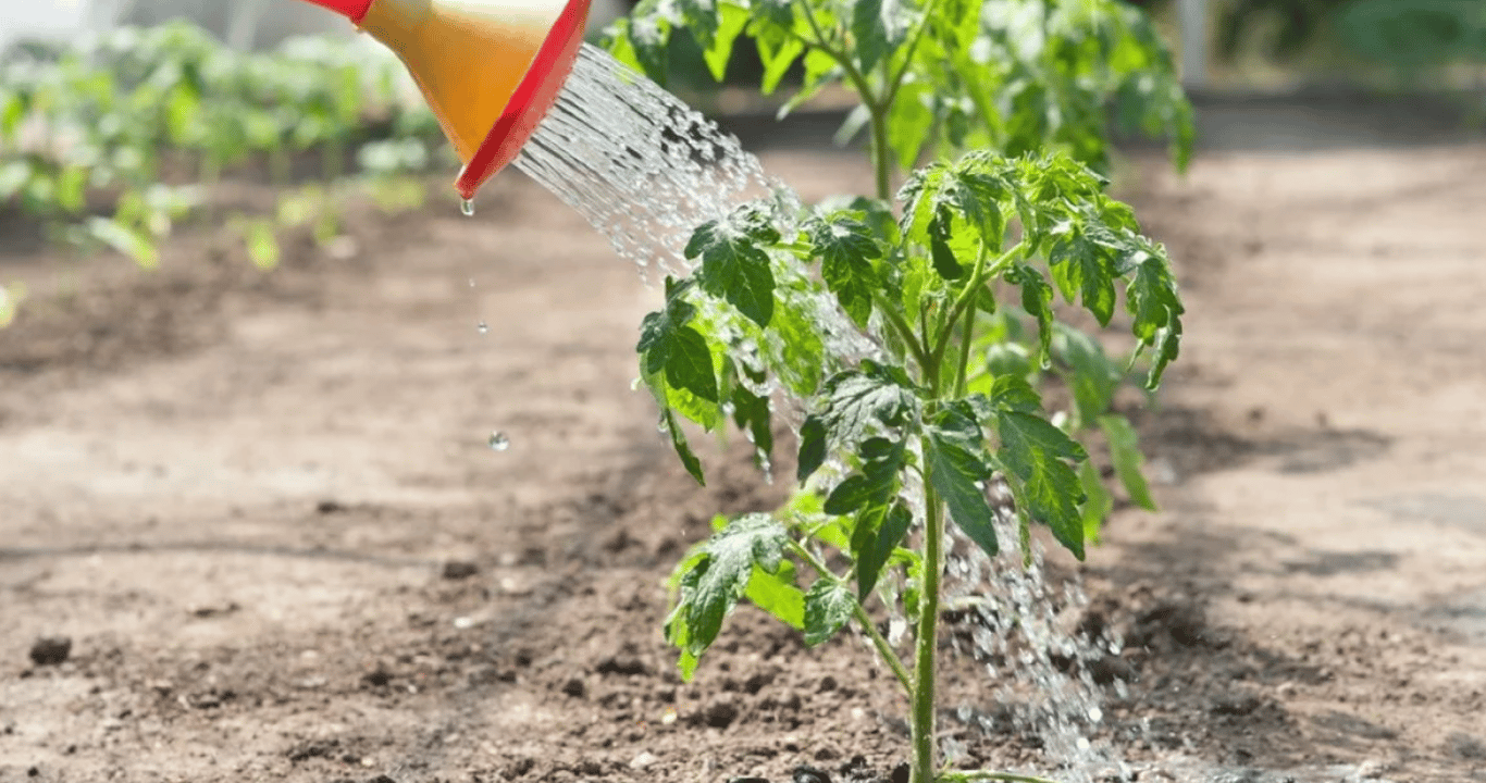 Полив томатов