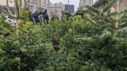 Бюджетна атмосфера свята — які найнижчі ціни на ялинку і сосну - 285x160