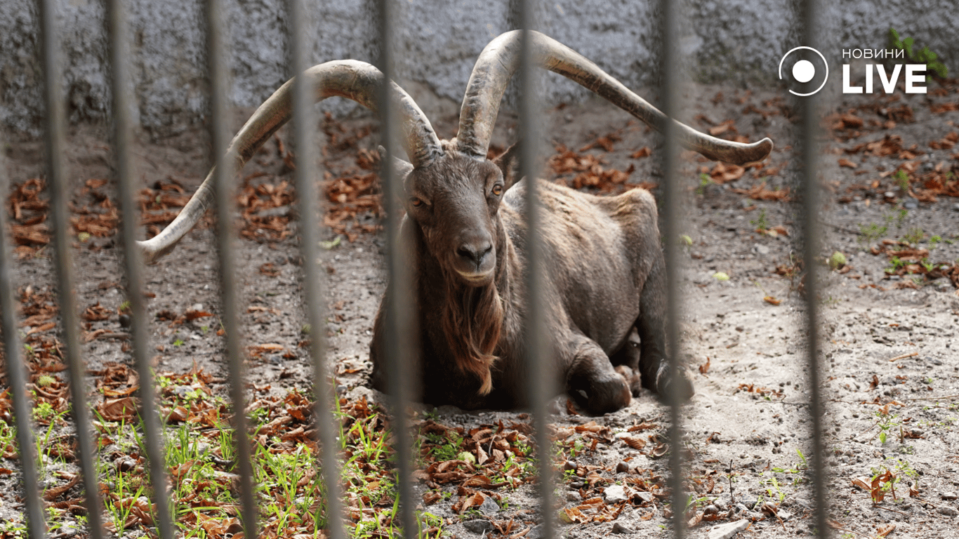 Siberian goat in an enclosure. Photo: News.LIVE/Yulia Braslavska