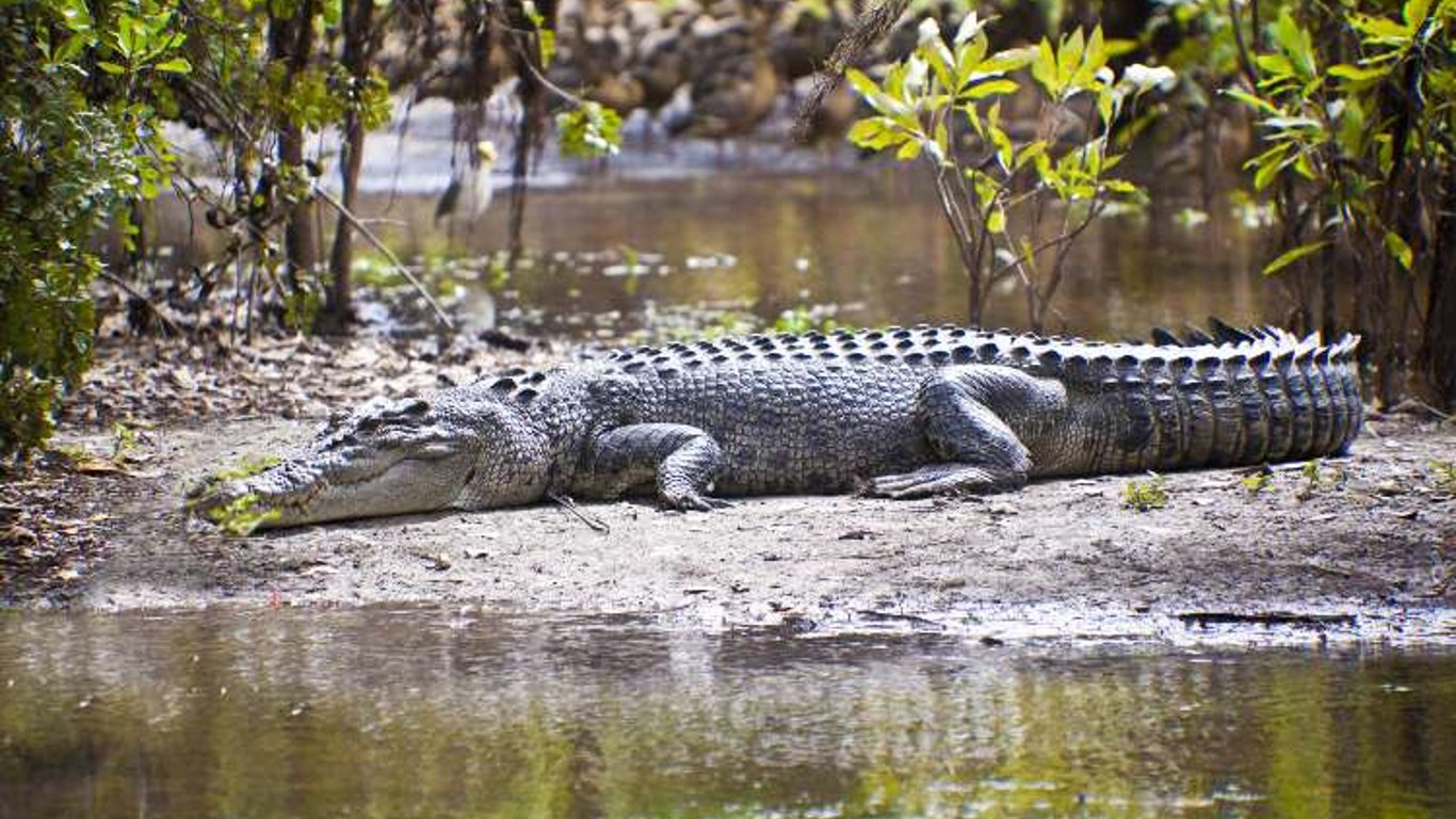 На севере Австралии крокодил убил ребенка