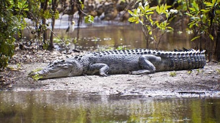 В Австралії під час купання у водоймі 12-річну дівчинку схопив крокодил — що відомо - 285x160