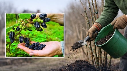 Ожина дасть шалений врожай — секретне березневе підживлення - 285x160
