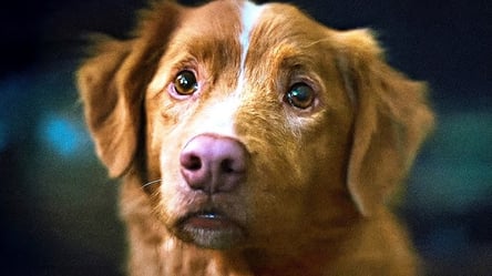 Good Boy 2025 official trailer — story and release date - 285x160