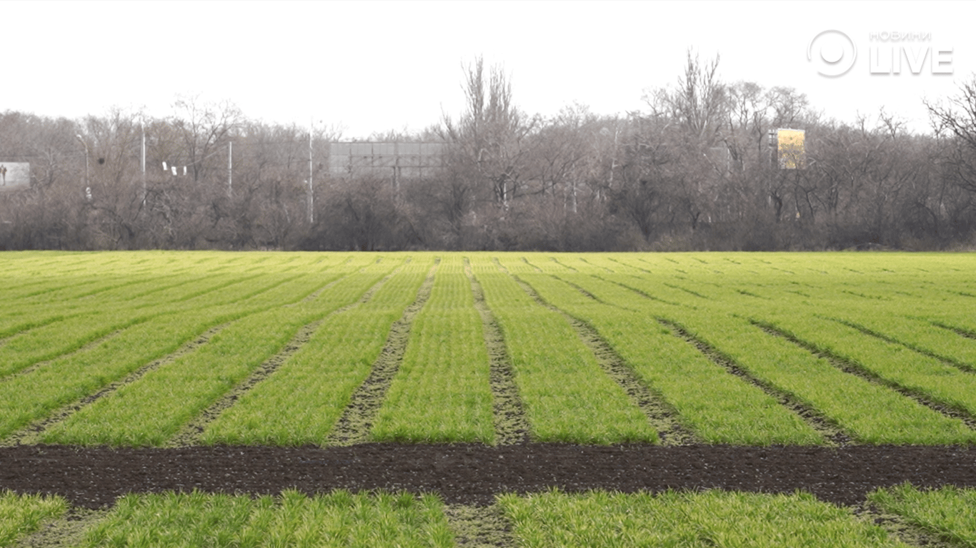 Поля озимого посіву
