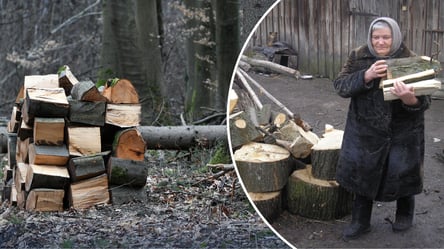 Самосейные деревья во дворе: можно ли рубить на дрова в 2026 году - 285x160