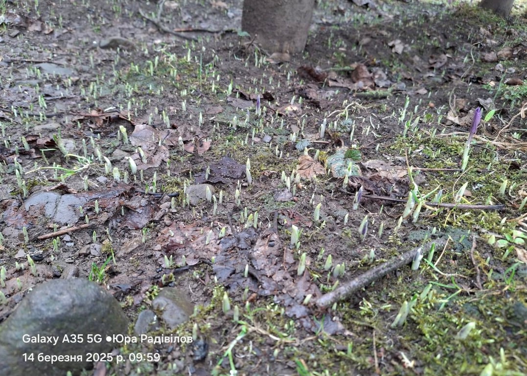 На Закарпатті зацвіли перші крокуси —де їх шукати - фото 2