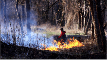 Спалювання сухостою восени — які штрафи загрожують українцям - 285x160