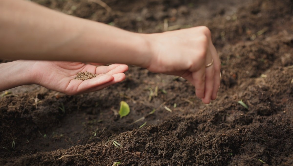Огородные работы