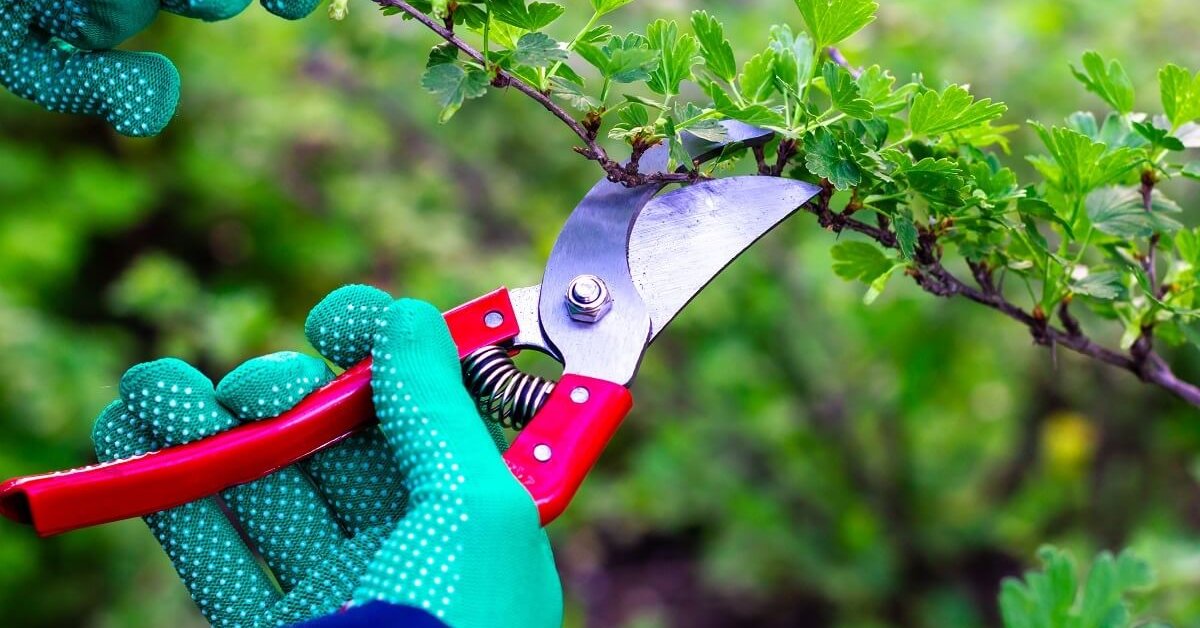 Обрезка смородинового куста