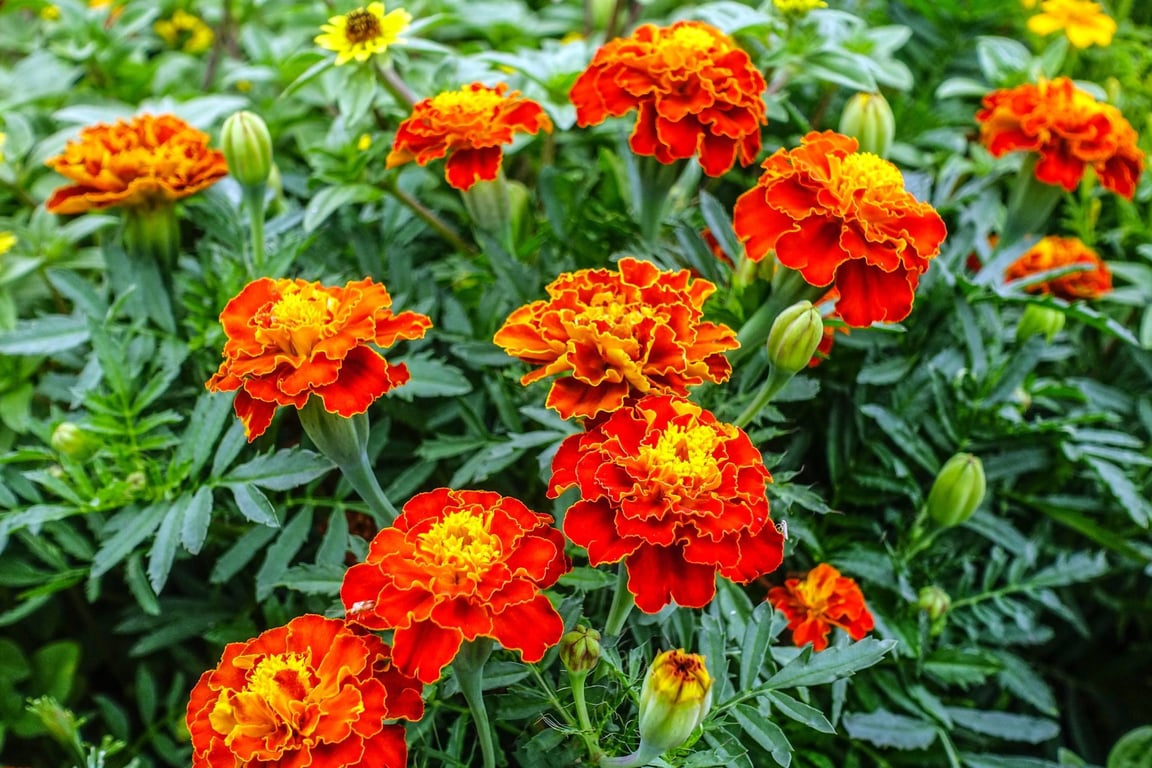 Яркие бархатцы в саду