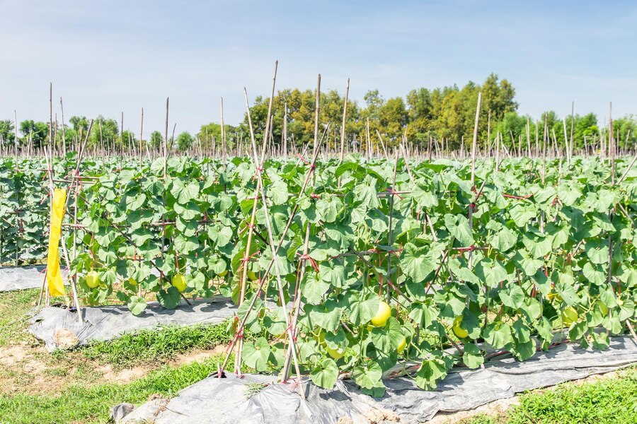 Дыня на огороде