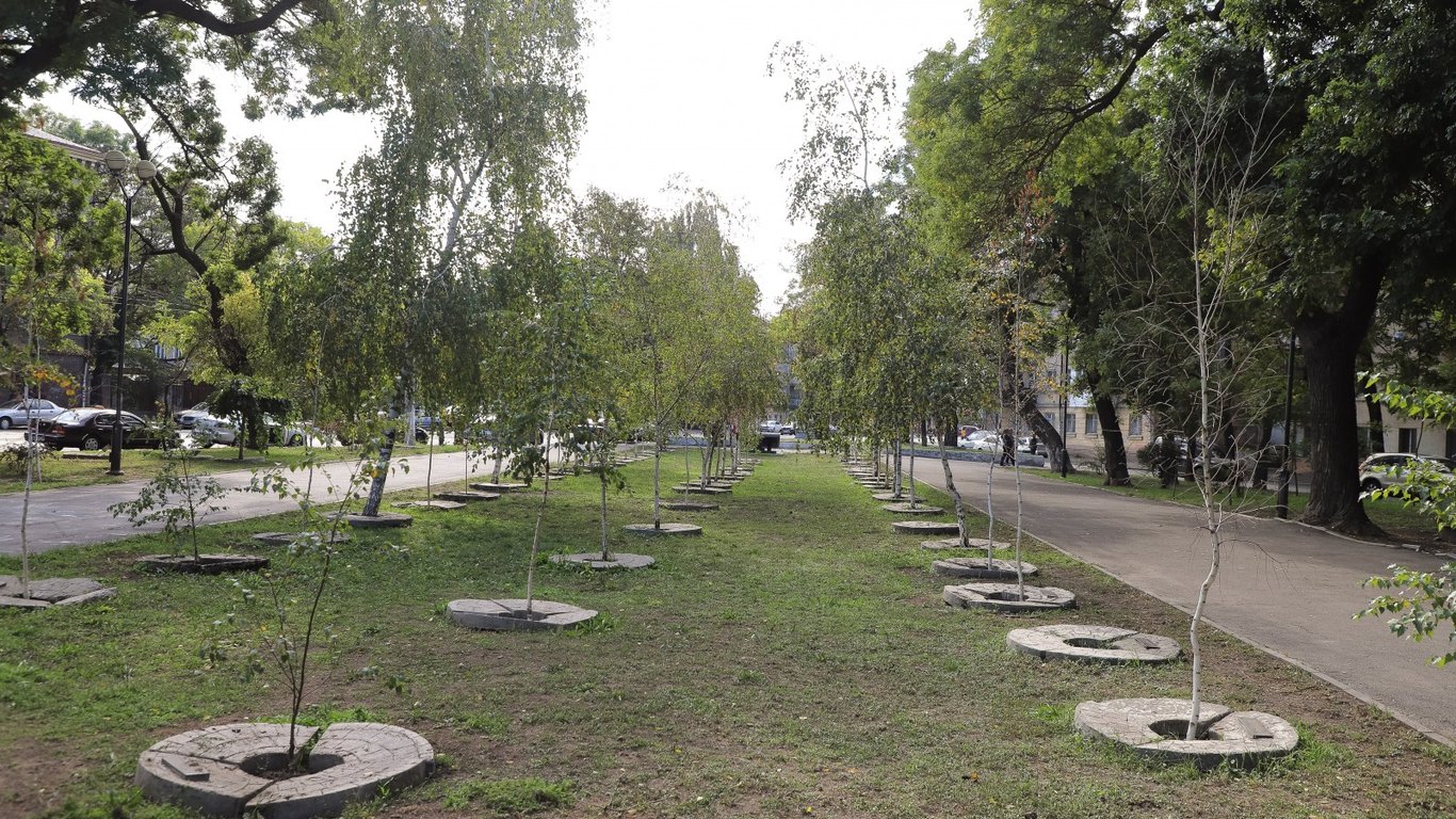 В Прохоровском сквере специалисты высадили 104 остролистных клена.