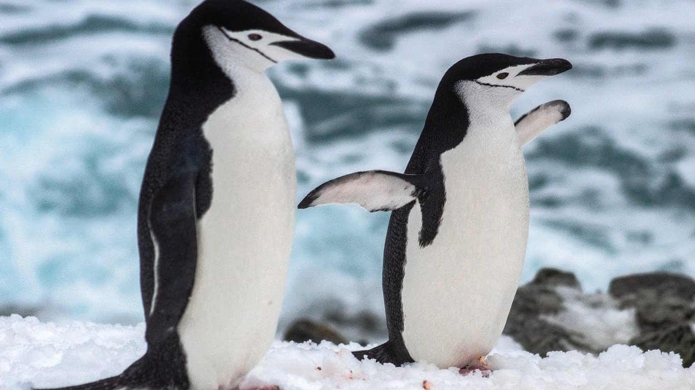 Зірка Інтернету: пінгвін, який ледь врятувався з крижини