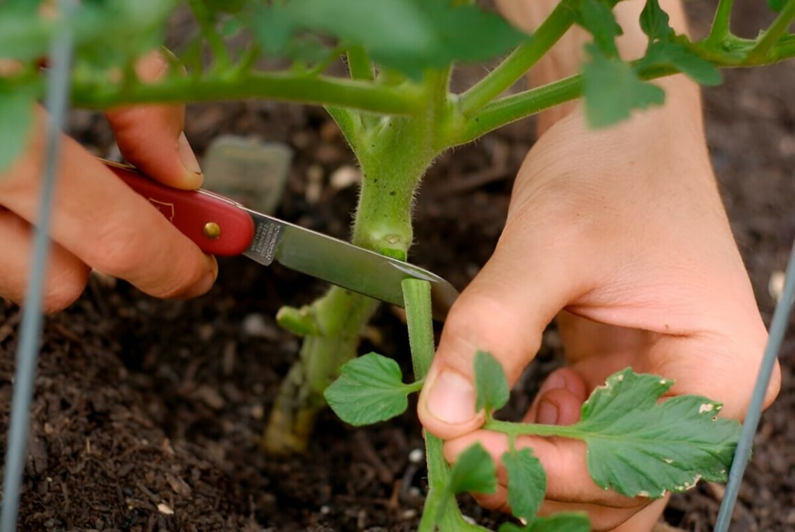 Процесс обрезки помидоров на огороде