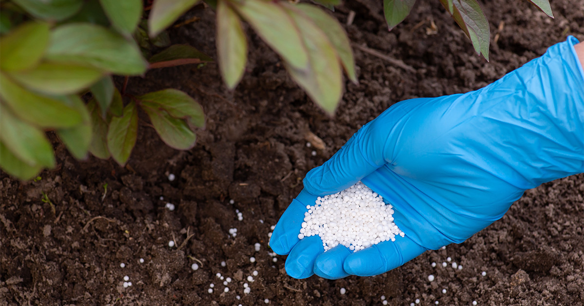 Подкормка пионов