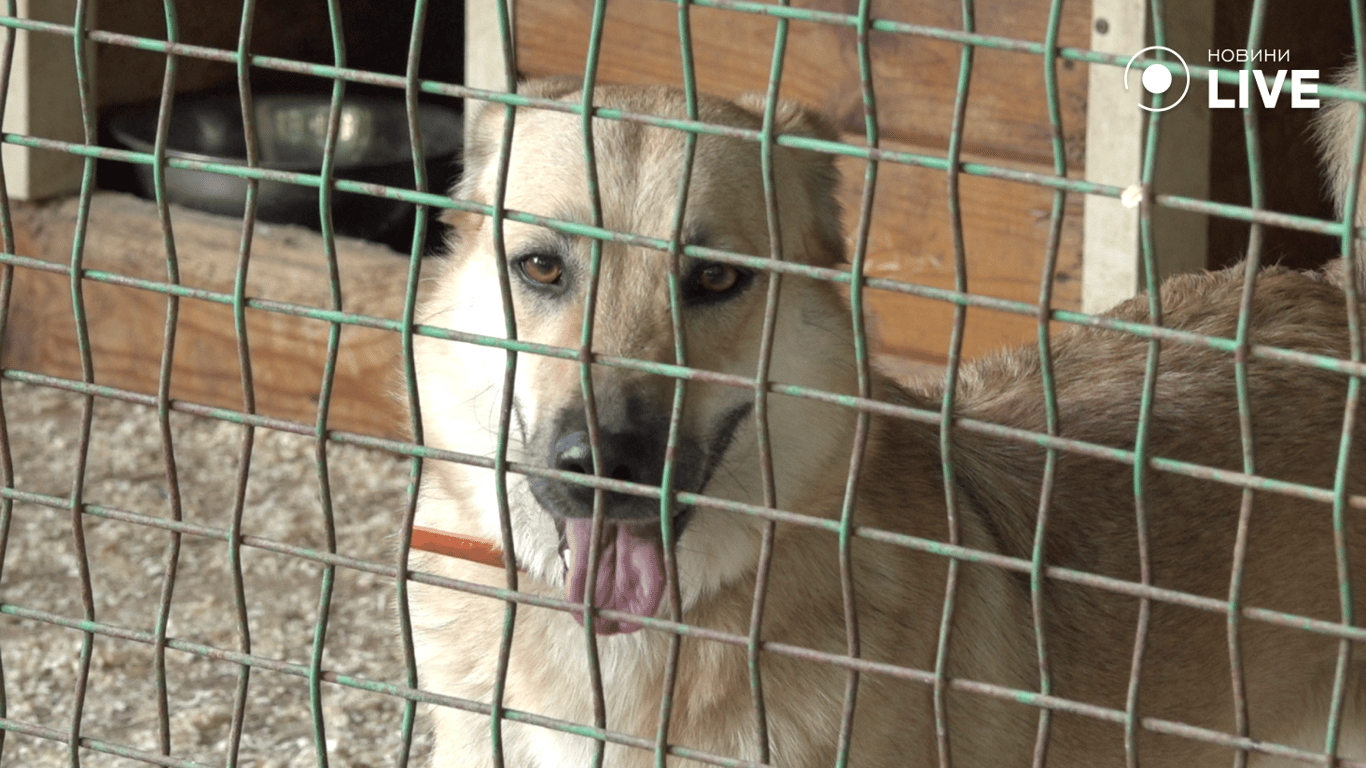 Собака з висунутим язиком