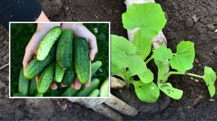 Ложка этого средства, и огурцы завалят урожаем: что добавить в лунки - 285x160