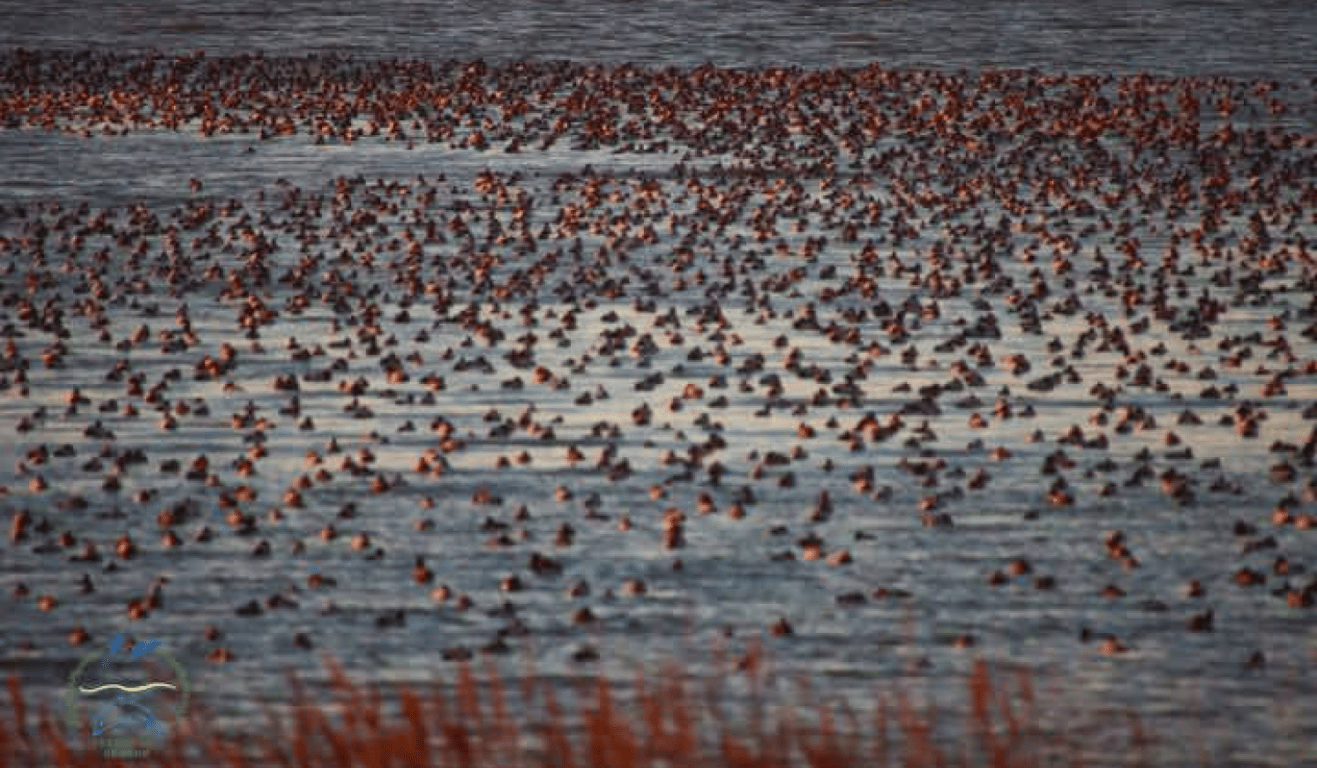 Птахи над Тузлівськими лиманами