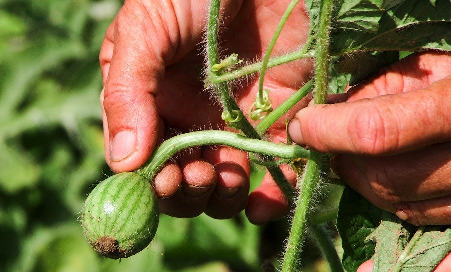 Маленький арбуз