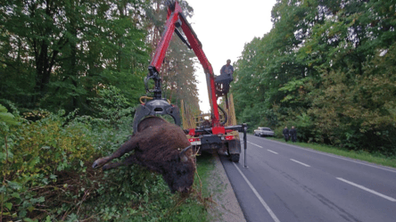 На Львівщині вантажівка збила червонокнижного зубра вагою 700 кг - 290x166