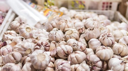 Як зберегти часник взимку без погреба — перевірені поради - 285x160