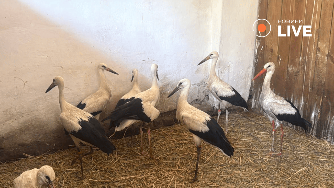 Домівка врятованих тварин