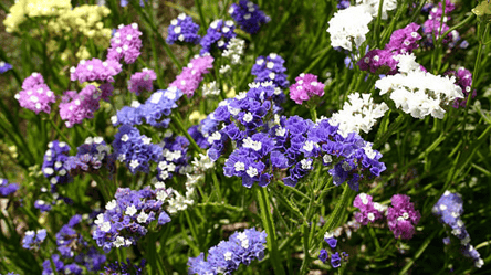 Як висаджувати кермек розсадою — поради для садівників - 285x160