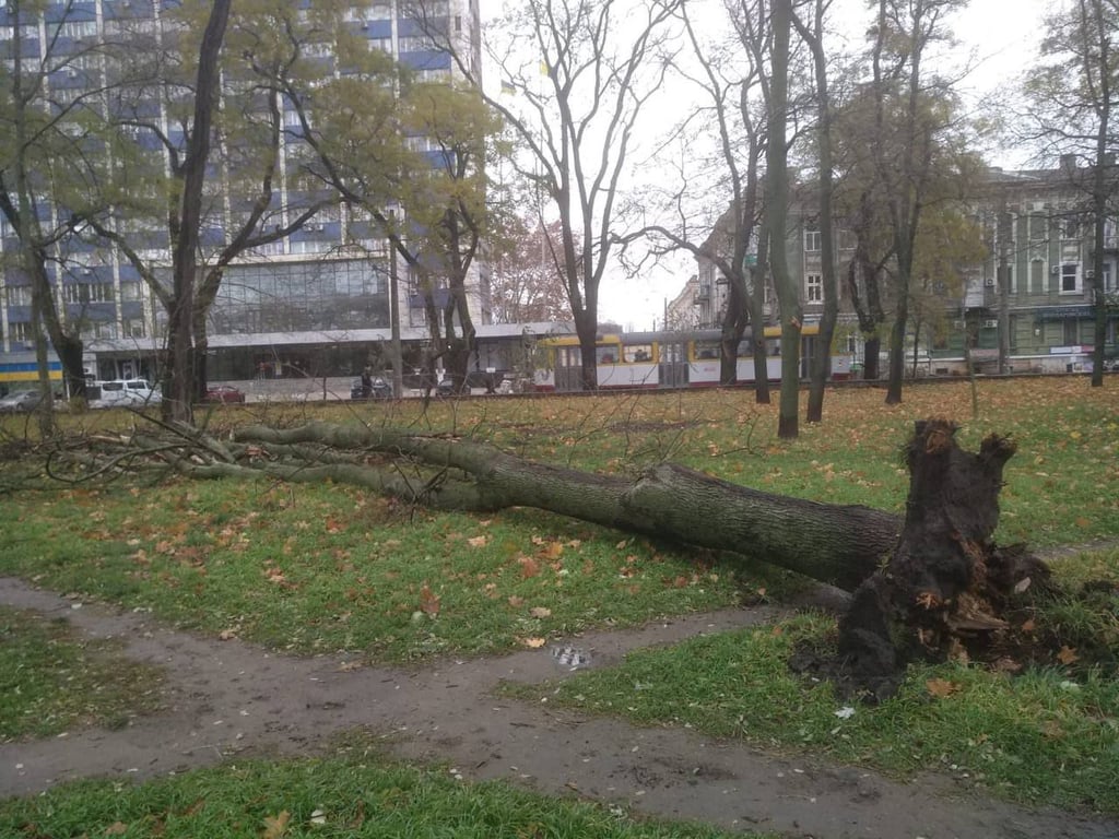 Буревій в Одесі — повалені десятки дерев та гілля - фото 4