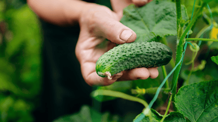 Почему огурцы не плодоносят — две ошибки огородников - 285x160