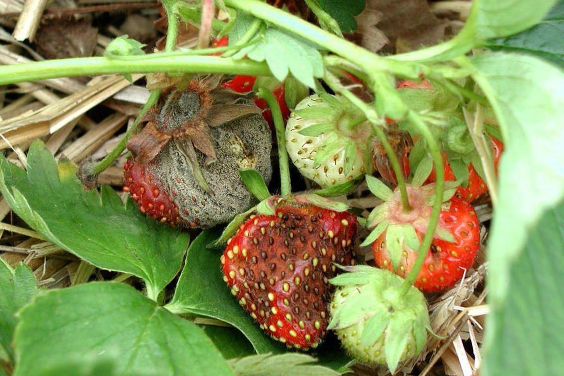Чому гниє полуниця на грядці — головні причини
