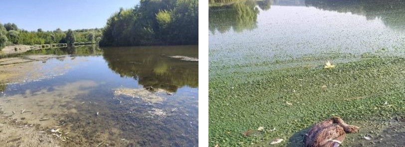 Оккупанты отравляют реки на Черниговщине — в которых из них местные власти запретили ловить рыбу - фото 1