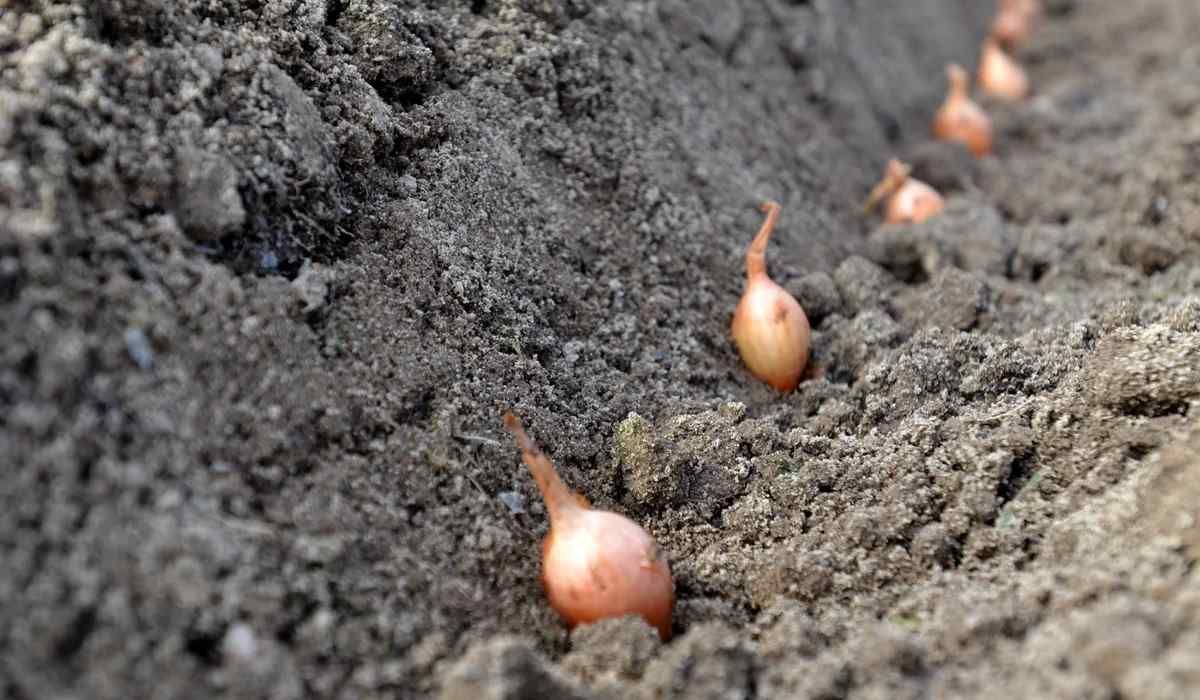 Цибуля-сіянка у  ґрунті готова для посадки