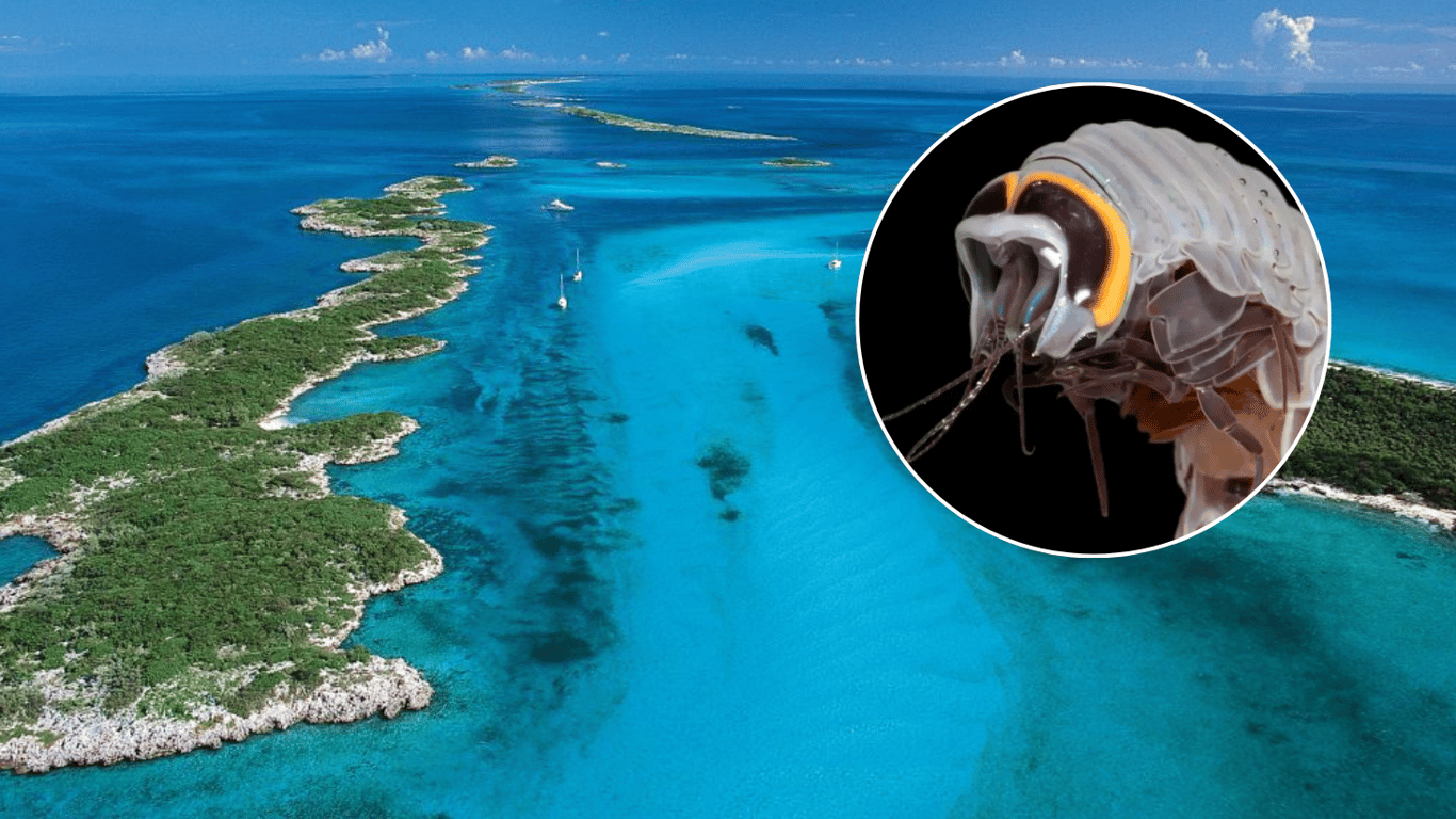 На Багамах поймали жуткое глубоководное существо, похожее на инопланетное — фото