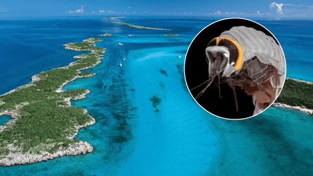 На Багамах поймали жуткое подводное существо, охотящееся во тьме уже 300 млн лет - 285x160