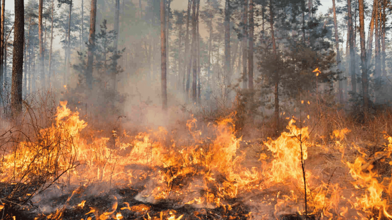 Обломок сбитого беспилотника вызвал лесной пожар во Львовской области