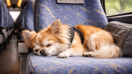 Как перевезти домашних любимцев за границу автобусом — требования - 285x160