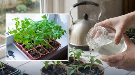 Чим підживити розсаду, щоб росла на очах — секретний засіб з кухні - 285x160