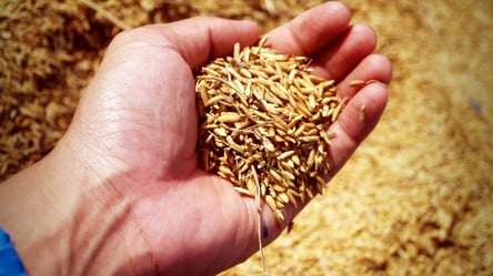 Еврокомиссар предложил во второй раз продлить запрет на импорт украинского зерна - 285x160