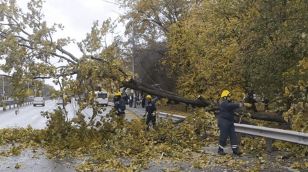 У Києві внаслідок негоди пошкоджено та повалено 592 дерева, — КМДА - 285x160