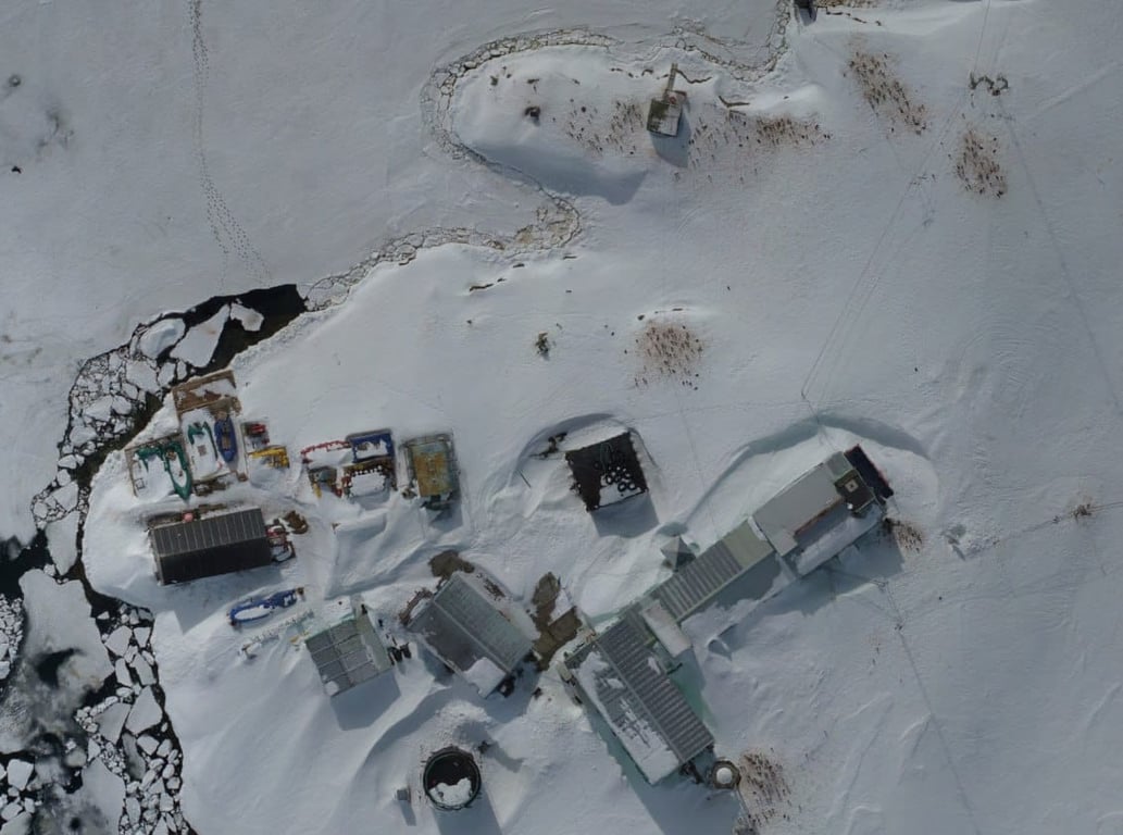 Пингвины. Фото: Национальный антарктический научный центр/Александр Мацибура и Анна Соина