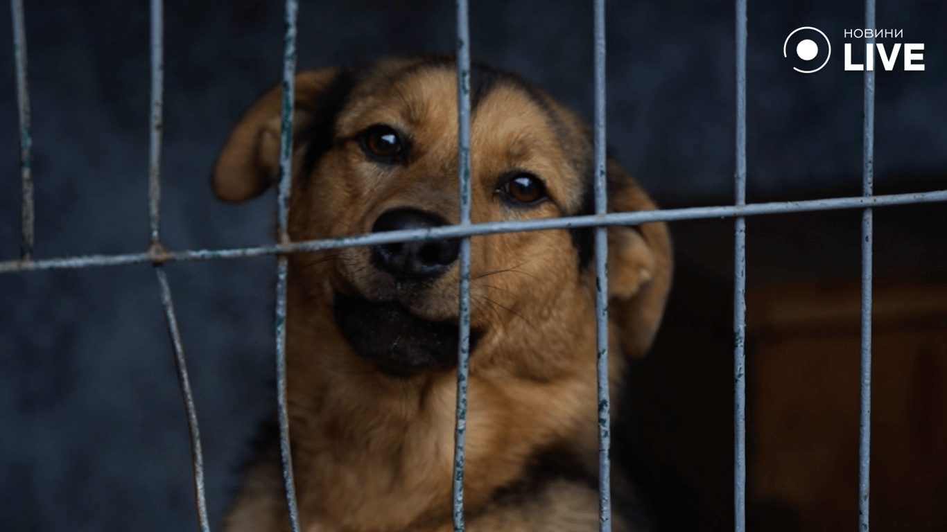 Собака з притулку "Ковчег"