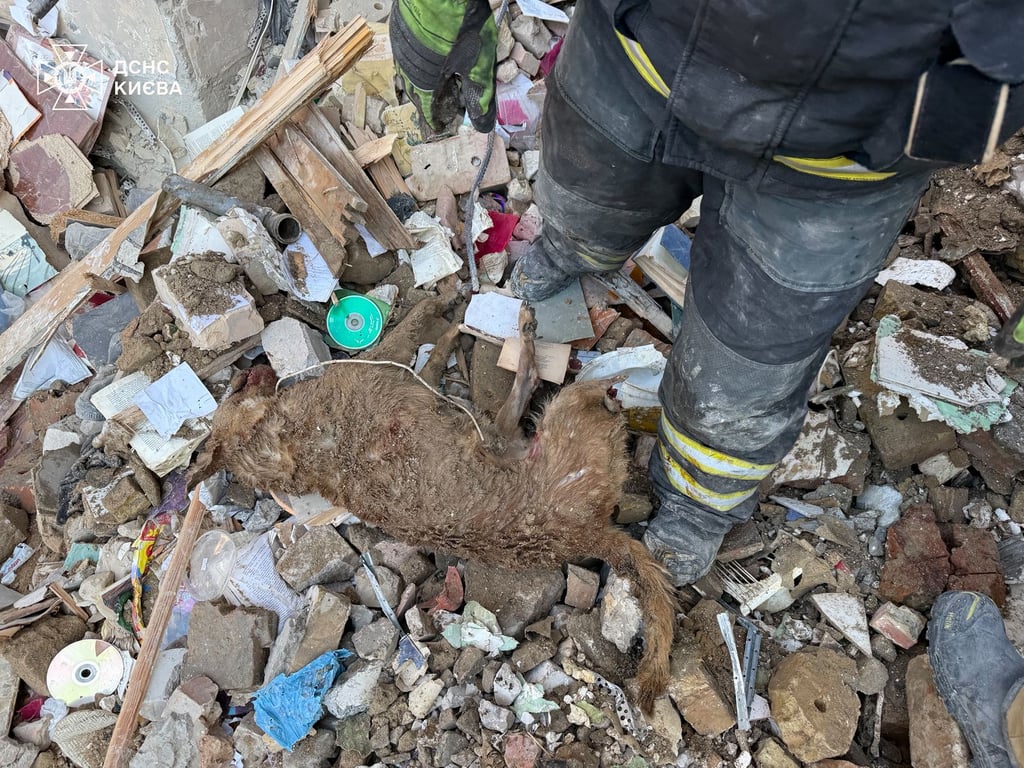 Rescuers find pets under the rubble of a house in Kyiv
