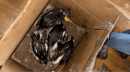 В Одеському зоопарку закликають рятувати птахів на узбережжі - 290x160