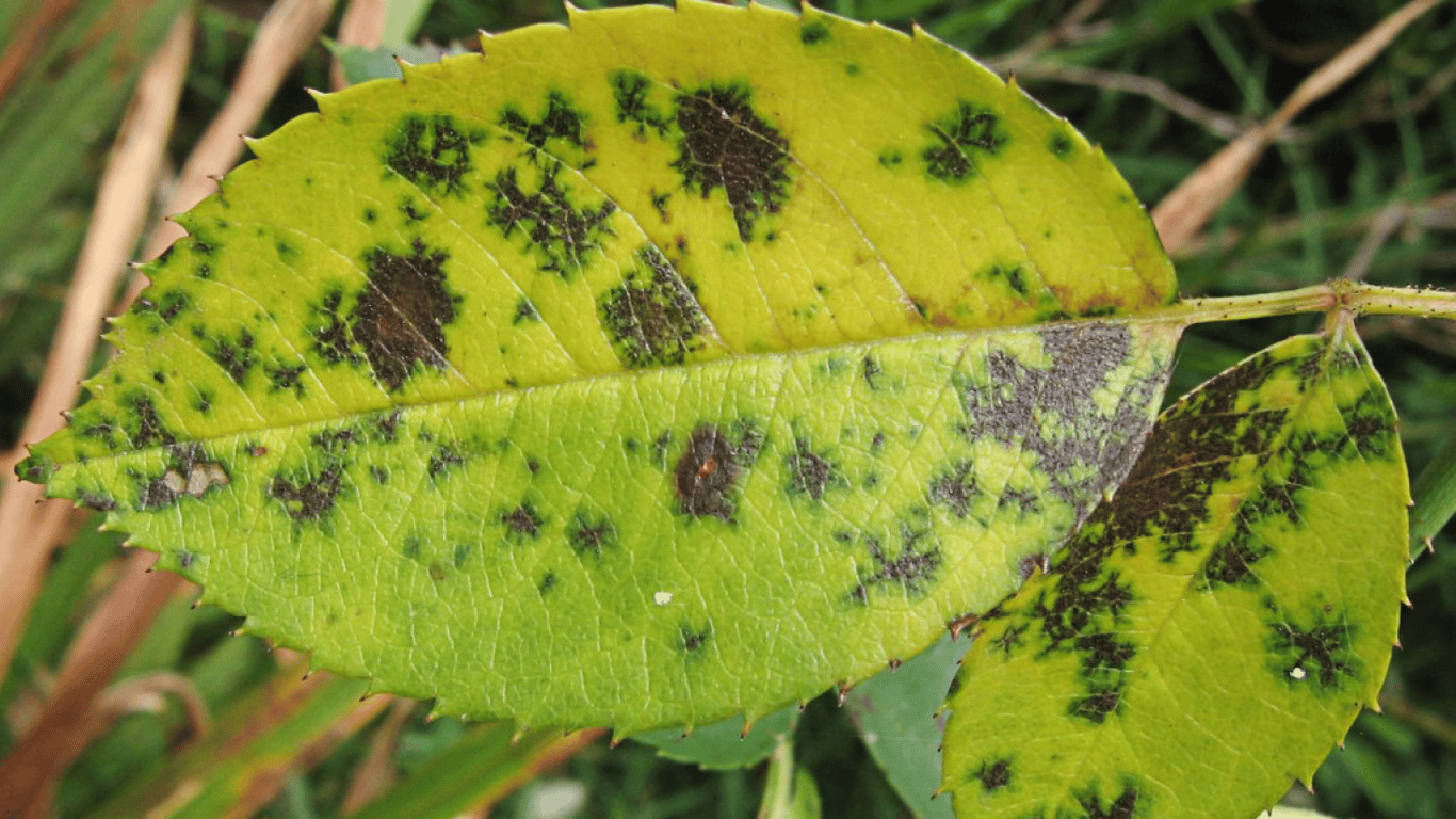 Чорна плямистість на листках троянди