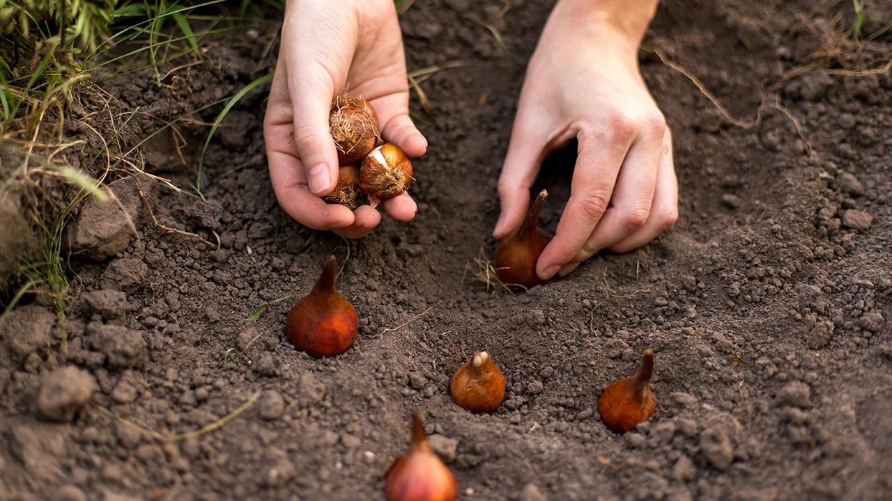 Коли краще садити тюльпани та нарциси під зиму